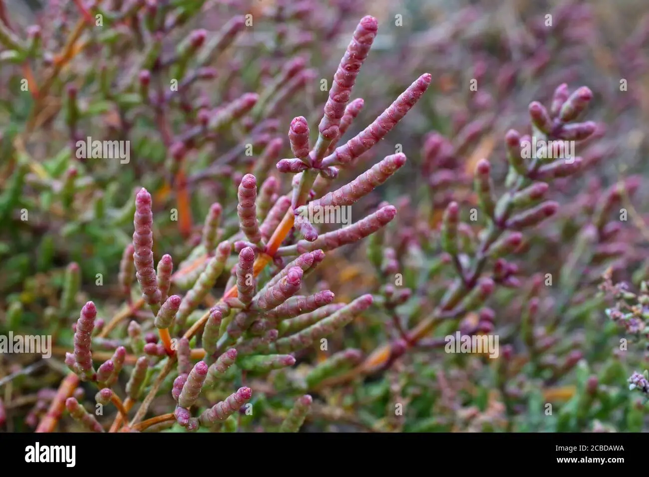 Salicornia fiore: una pianta erbacea ricca di benefici - Dove si produce la salicornia in Italia salicornia fiore - Dove si produce la salicornia in Italia