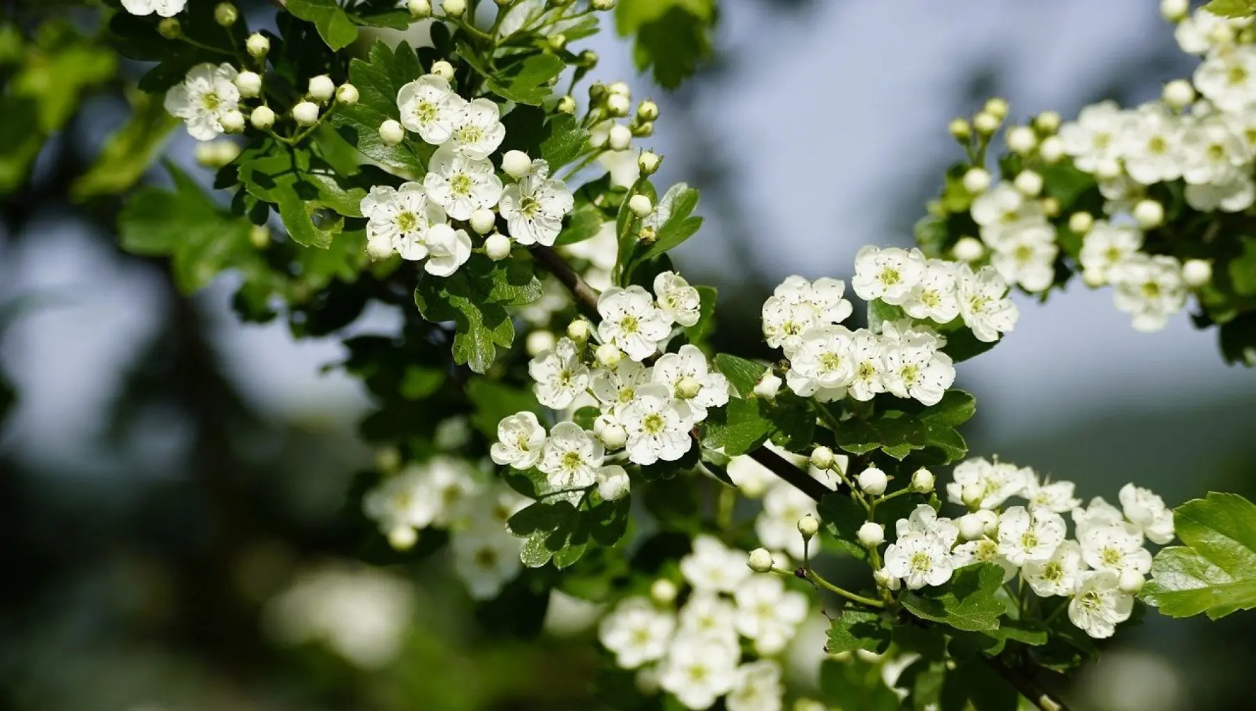 Il Fiore di Biancospino: Proprietà e Coltivazione - Dove si può piantare il biancospino biancospino fiore - Dove si può piantare il biancospino
