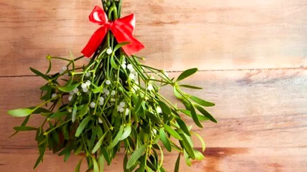 Vischio fiore: una pianta simbolo del Natale - Dove si può trovare il vischio vischio fiore - Dove si può trovare il vischio