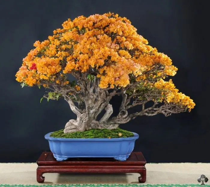 Bonsai Fioriti: Bellezza e Semplicità sul tuo Balcone - Dove si tiene il bonsai bonsai fioriti - Dove si tiene il bonsai