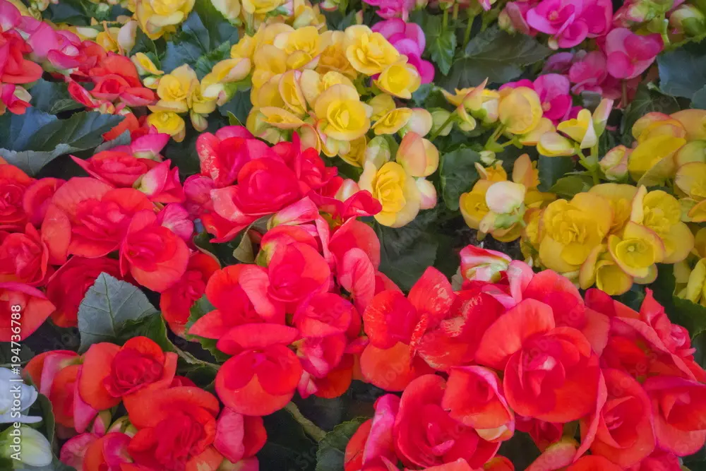 Begonia Fiore: La pianta perfetta per il tuo giardino - Dove si tiene la begonia begonia fiore - Dove si tiene la begonia