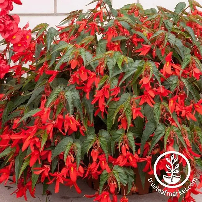 Begonia fiore: la pianta perfetta per il tuo giardino