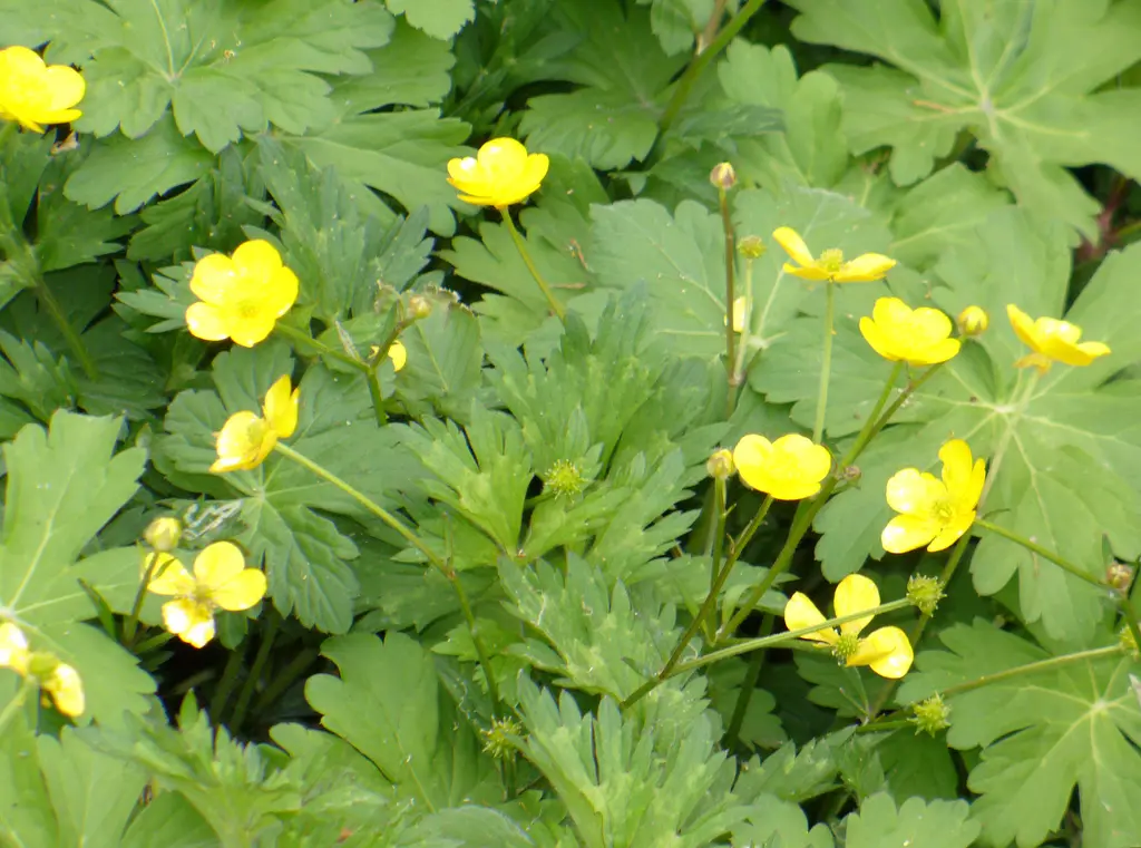 Crescione selvatico fiore: una pianta aromatica versatile per la cucina - Dove si trova il crescione selvatico crescione selvatico fiore - Dove si trova il crescione selvatico