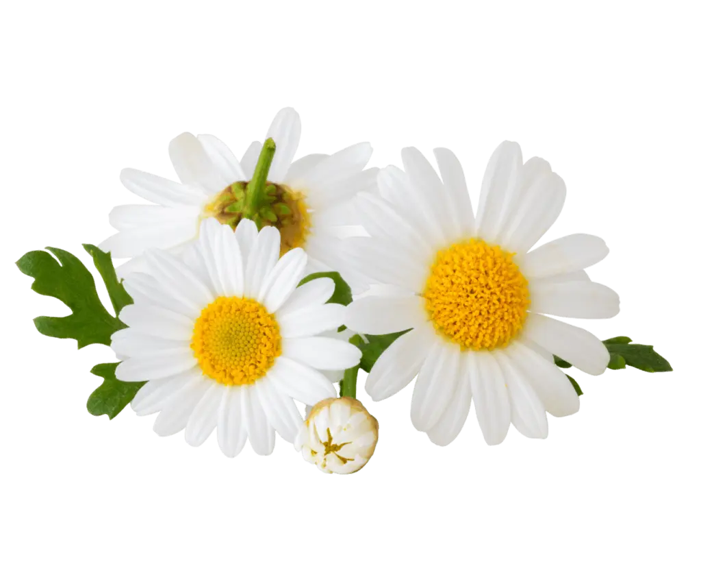 Fiore di Piretro: Un Insetticida Naturale per la Protezione delle Piante - Dove si trova il piretro naturale fiore di piretro - Dove si trova il piretro naturale