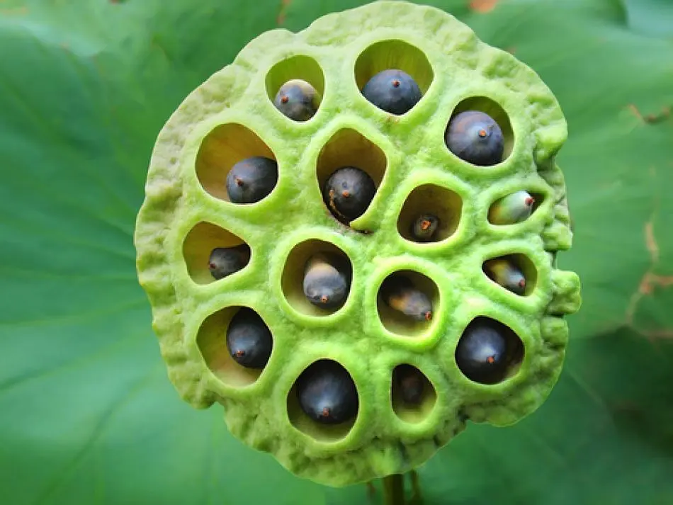 Seme Fiori: Guida completa alla coltivazione di fiori da seme - Dove si trova il seme di un fiore seme fiori - Dove si trova il seme di un fiore