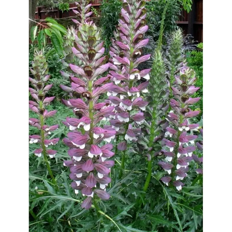 Fiori di Acanto: una bellezza naturale - Dove si trova l Acanto fiori di acanto - Dove si trova l Acanto