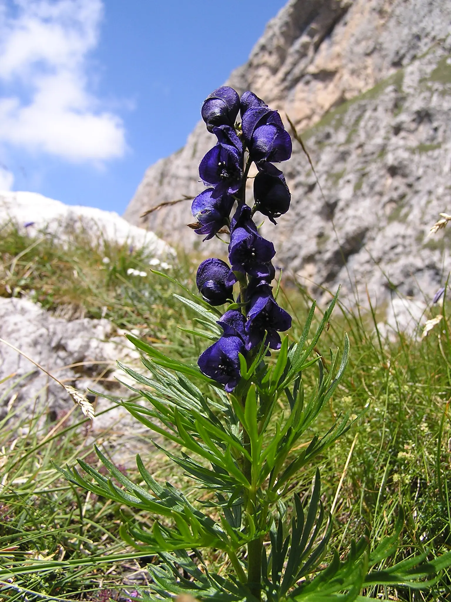 Aconito Fiore: Una Pianta Velenosa dalle Bellezza Incredibile - Dove si trova l Aconito aconito fiore - Dove si trova l Aconito
