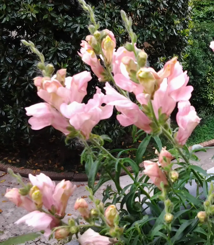 Bocca di Leone Fiore Selvatico: Un'elegante pianta dai fiori vistosi - Dove si trova la bocca di leone bocca di leone fiore selvatico - Dove si trova la bocca di leone