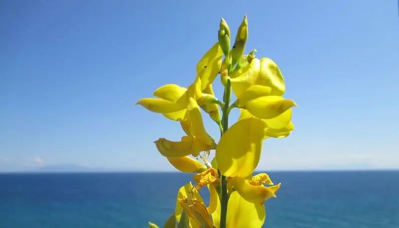 La ginestra fiore del deserto - Dove si trova la ginestra di Leopardi la ginestra fiore del deserto - Dove si trova la ginestra di Leopardi