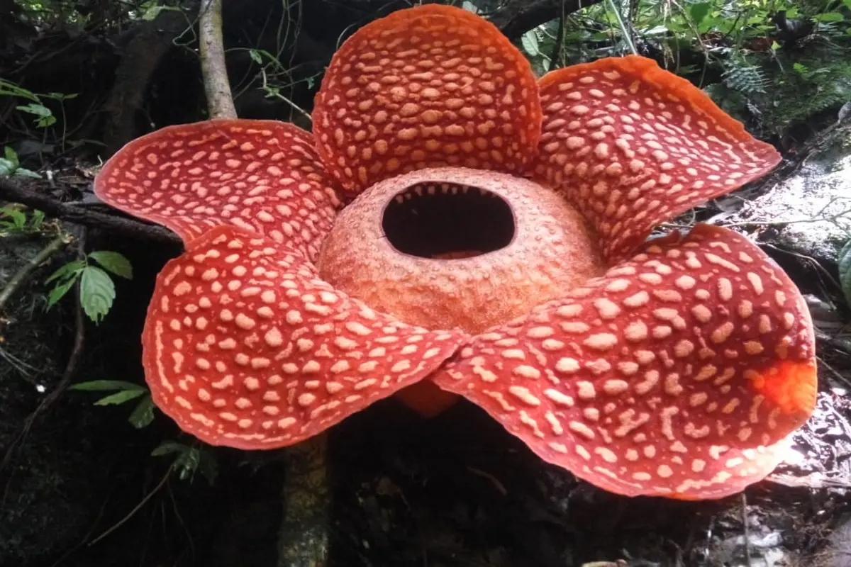 Il fiore più brutto del mondo: Rafflesia arnoldii e Amorphophallus titanum - Dove si trova la rafflesia fiore più brutto del mondo - Dove si trova la rafflesia