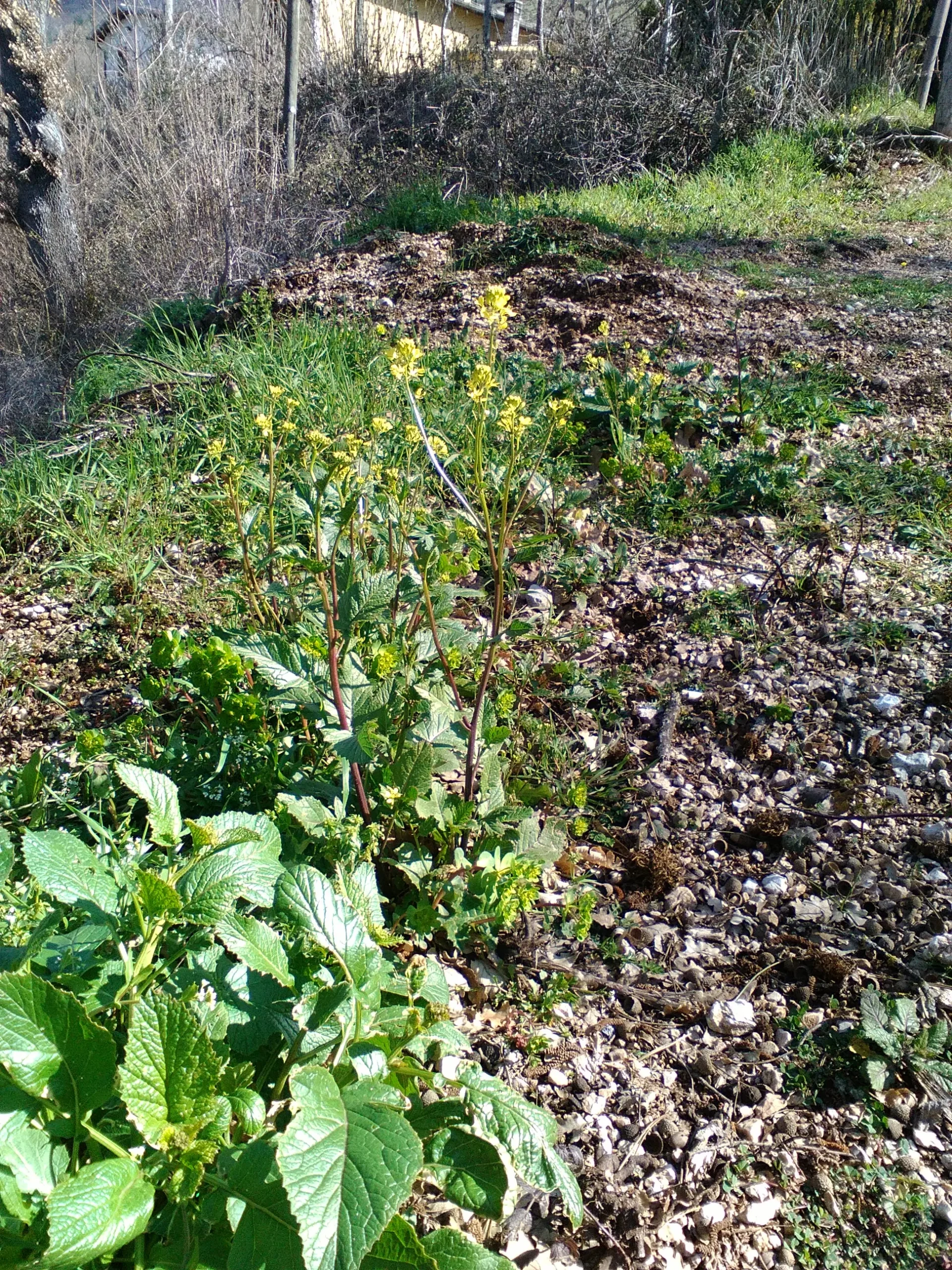 Rapa selvatica fiori bianchi: come riconoscerla e usarla in cucina - Dove si trova la senape selvatica rapa selvatica fiori bianchi - Dove si trova la senape selvatica