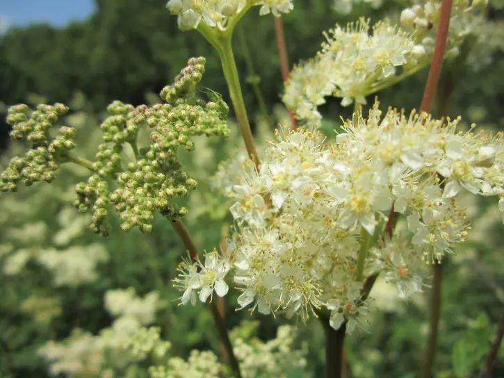 Che Fiore è la Regina dei Prati? - Dove si trova la spirea Ulmaria regina dei prati fiore - Dove si trova la spirea Ulmaria