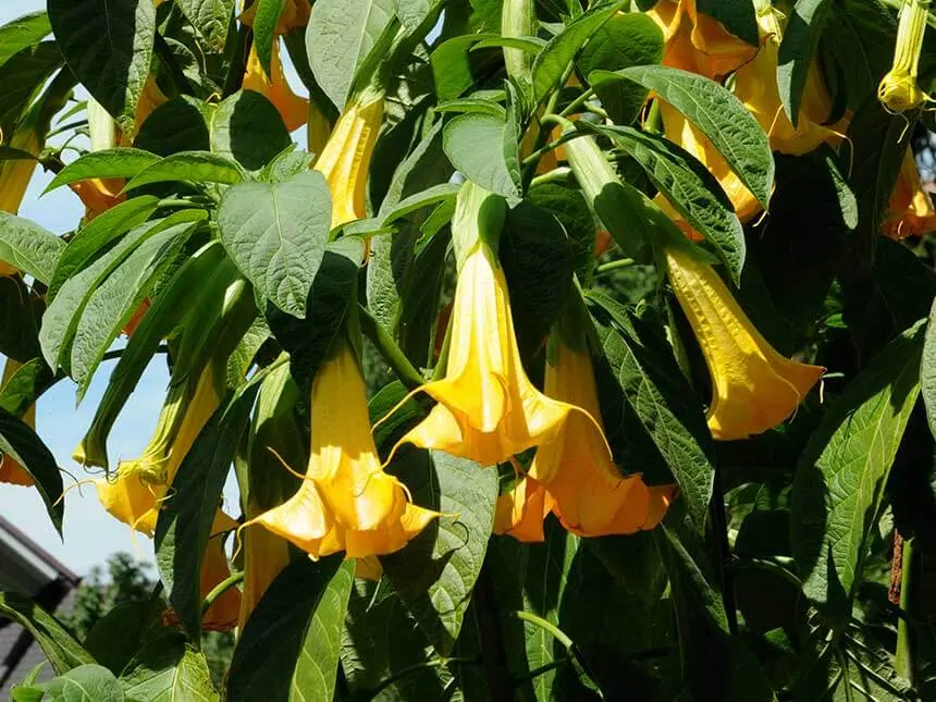 Stramonio Fiori: Una Pianta Infestante Cosmopolita - Dove si trova lo stramonio in Italia stramonio fiori - Dove si trova lo stramonio in Italia