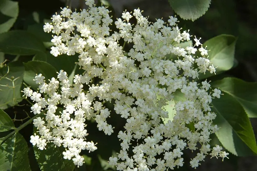 pianta fiori di sambuco - Dove si trovano i fiori di sambuco