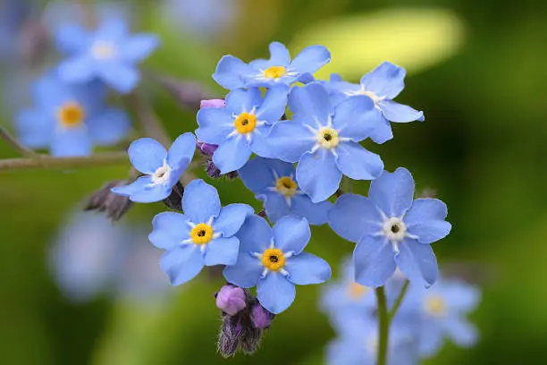 Fiore Nontiscordardime Immagine: Un simbolo di amore e lealtà - Dove si trovano i fiori non ti scordar di me fiore nontiscordardime immagine - Dove si trovano i fiori non ti scordar di me