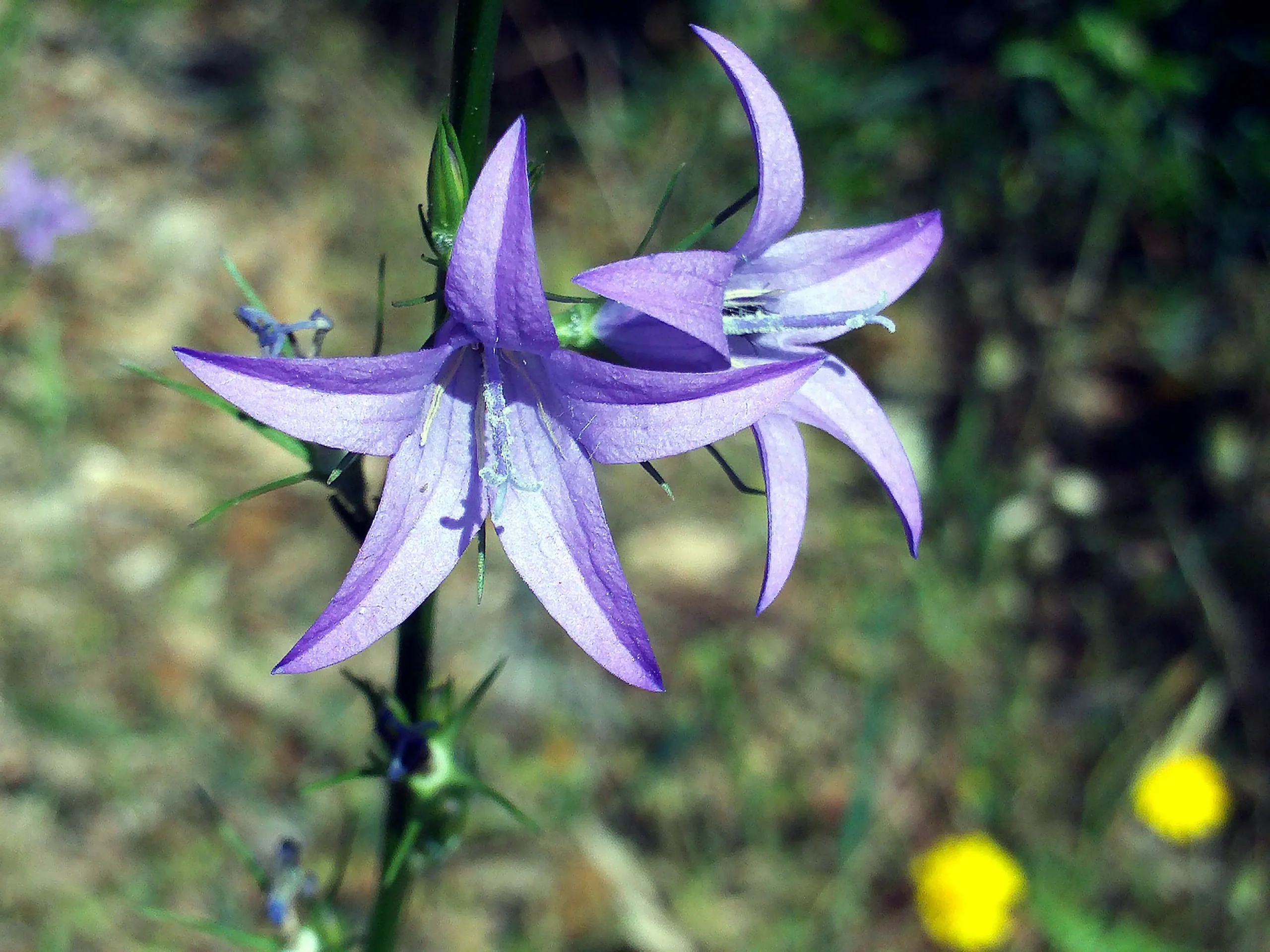Raperonzolo Fiori: Un'Introduzione - Dove si trovano i Raponzoli raperonzolo fiori - Dove si trovano i Raponzoli