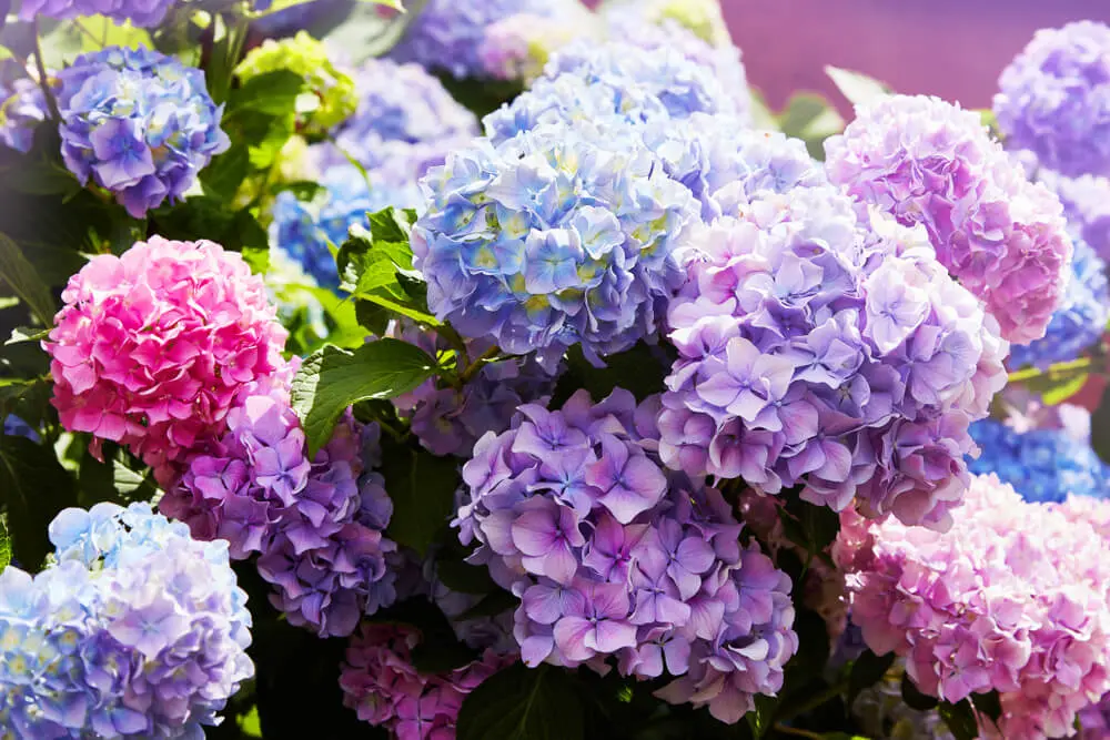 talee fiori - Dove tagliare per fare talee