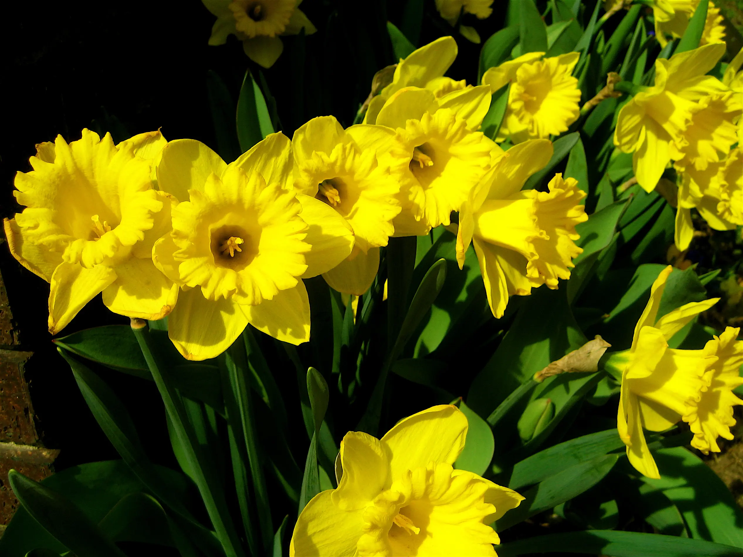 fiori di narcisi - Dove tenere i narcisi
