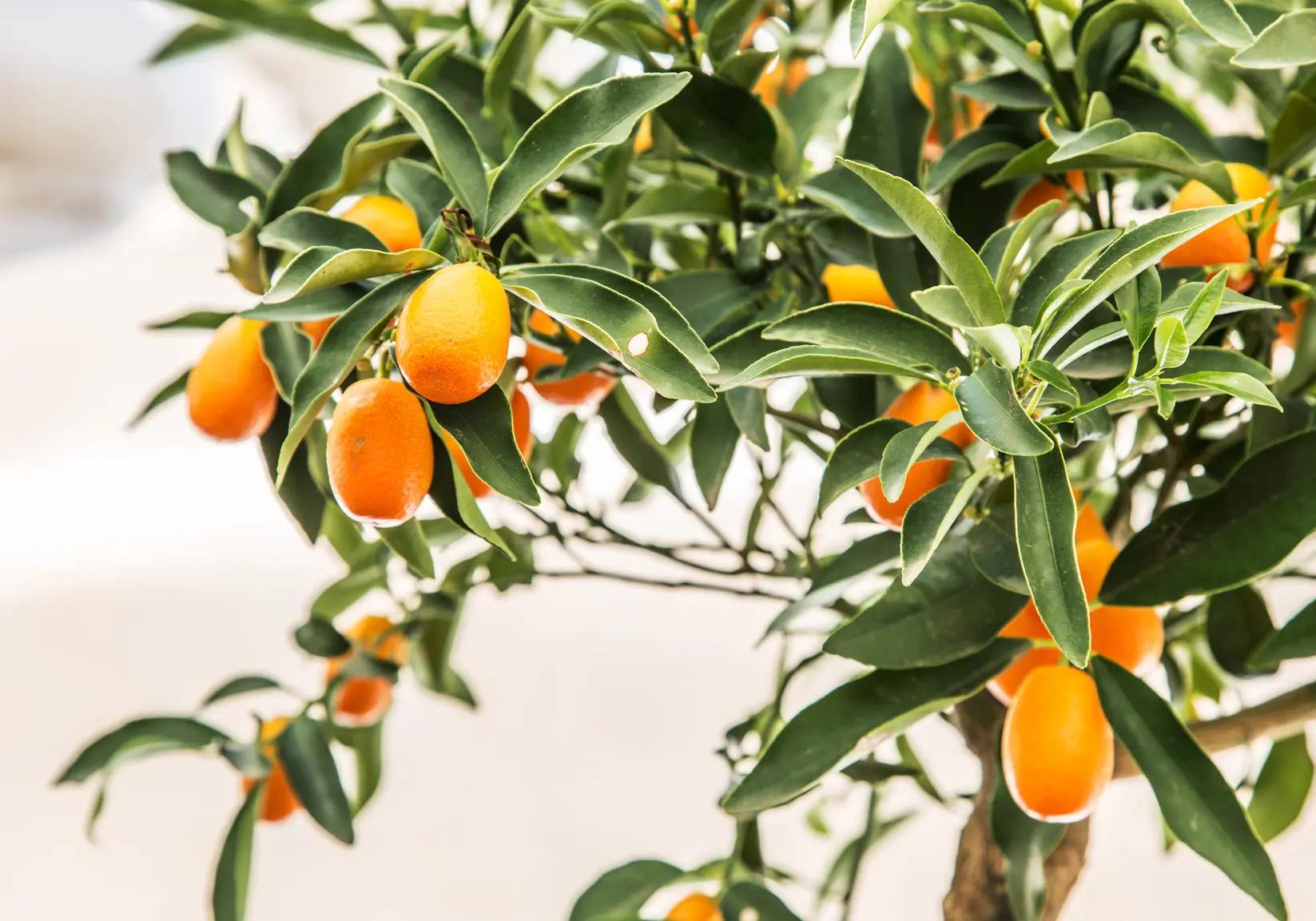 Quando Fiorisce il Kumquat: Guida Completa - Dove tenere il Kumquat in inverno quando fiorisce il kumquat - Dove tenere il Kumquat in inverno