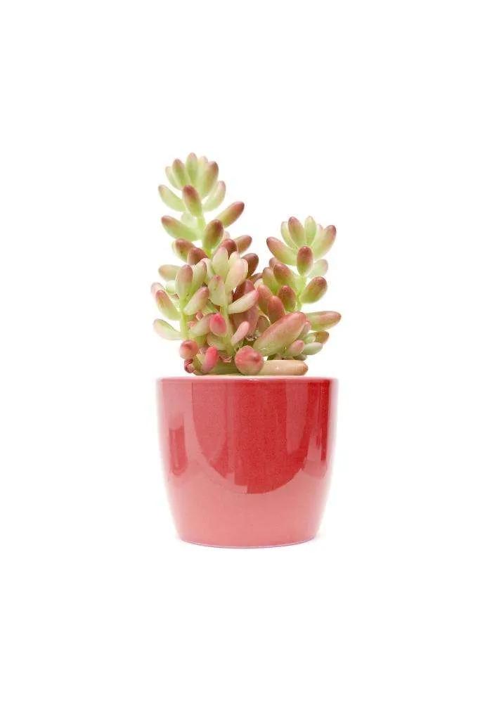 Sedum da fiore: una guida completa alla coltivazione e cura - Dove tenere il Sedum in inverno sedum da fiore - Dove tenere il Sedum in inverno