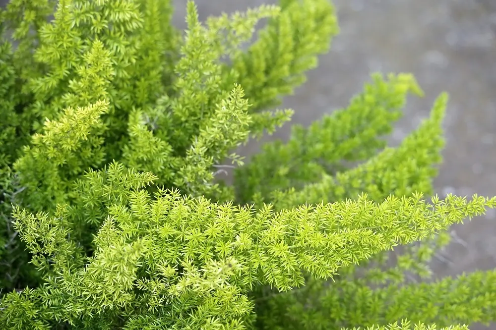Asparagina Fiore: una pianta ornamentale per la tua casa - Dove tenere la Asparagina in inverno asparagina fiore - Dove tenere la Asparagina in inverno
