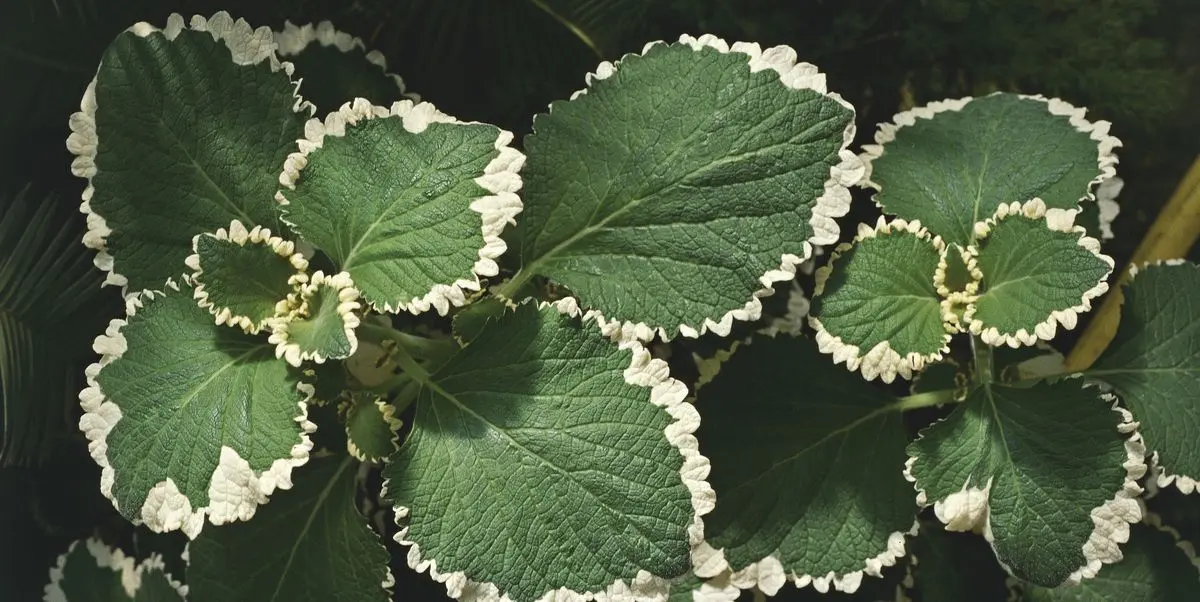 Pianta dell'incenso fiori: una pianta ornamentale per profumare la tua casa - Dove tenere la pianta di incenso in inverno pianta dell'incenso fiori - Dove tenere la pianta di incenso in inverno