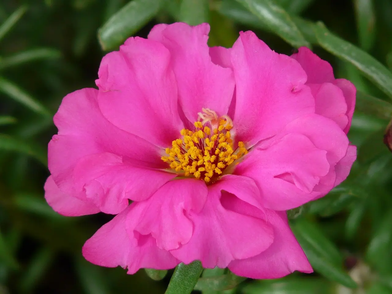 Fiore Amici del Sole: La Portulaca d'inverno - Dove tenere la portulaca d'inverno fiore amici del sole - Dove tenere la portulaca d'inverno