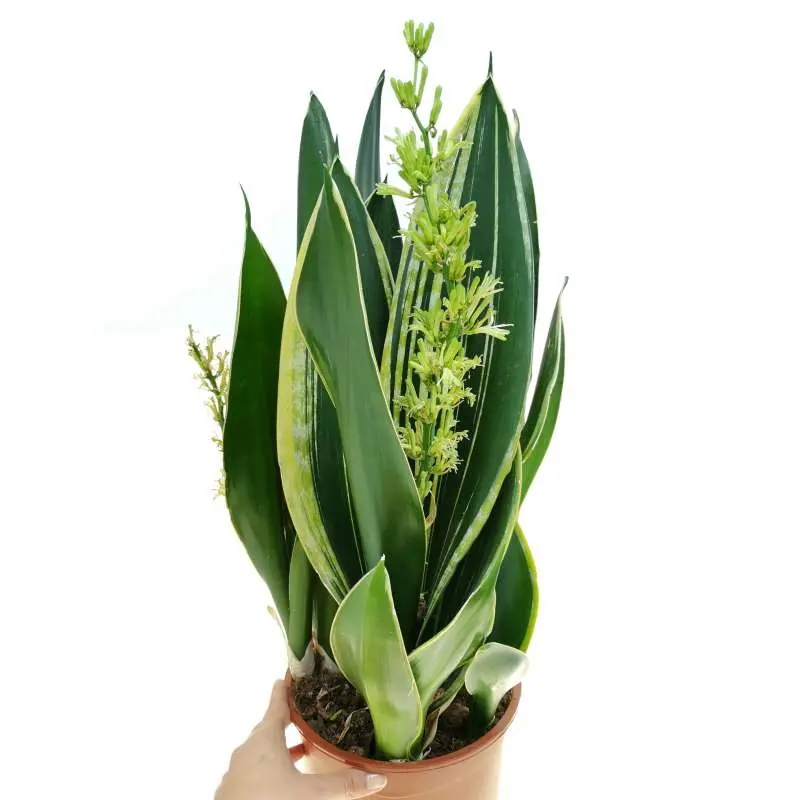 Sanseveria fiori: la pianta perfetta per la tua casa