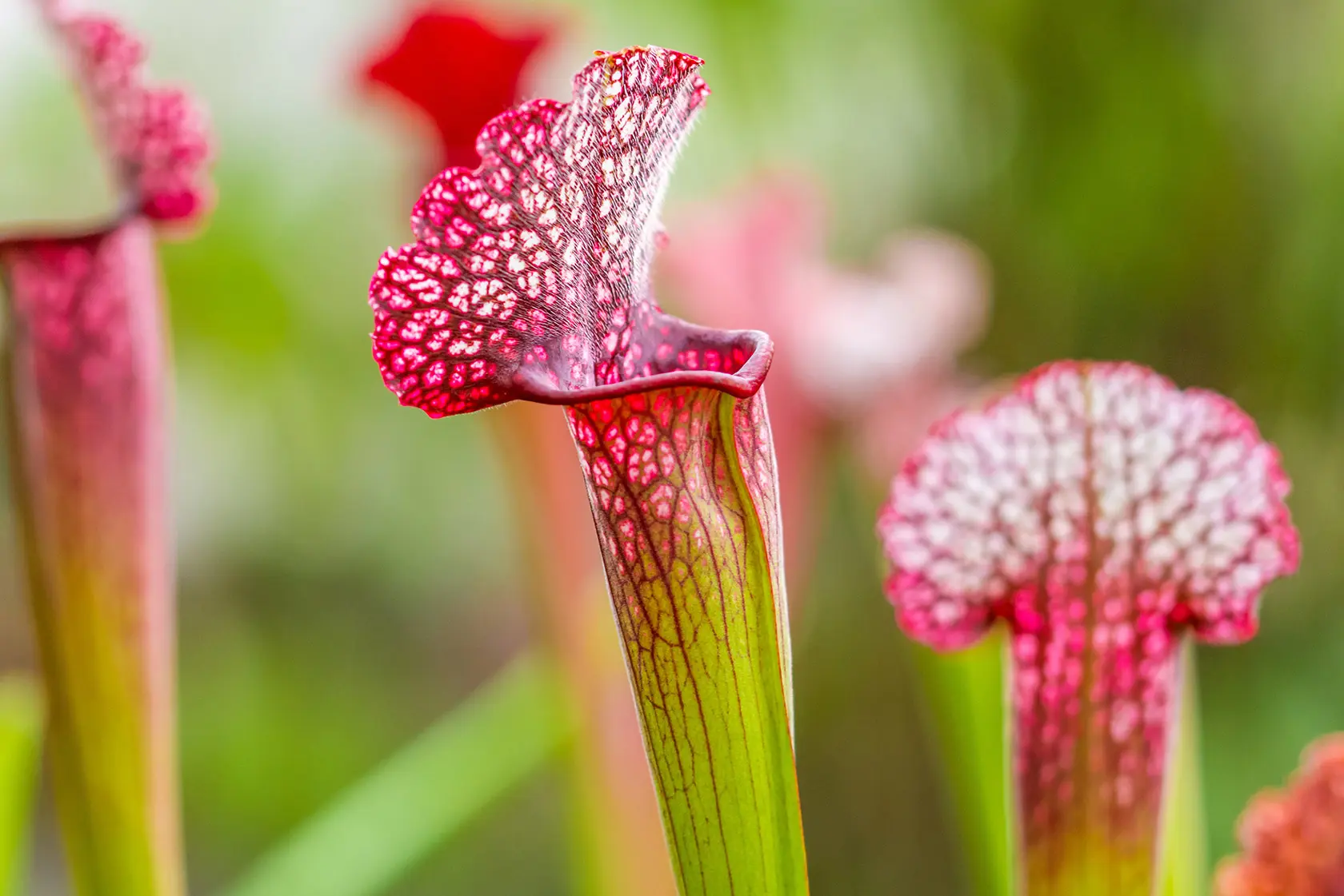 Fiore Sarracenia: Guida completa alla coltivazione di questa pianta carnivora - Dove tenere la Sarracenia fiore sarracenia - Dove tenere la Sarracenia