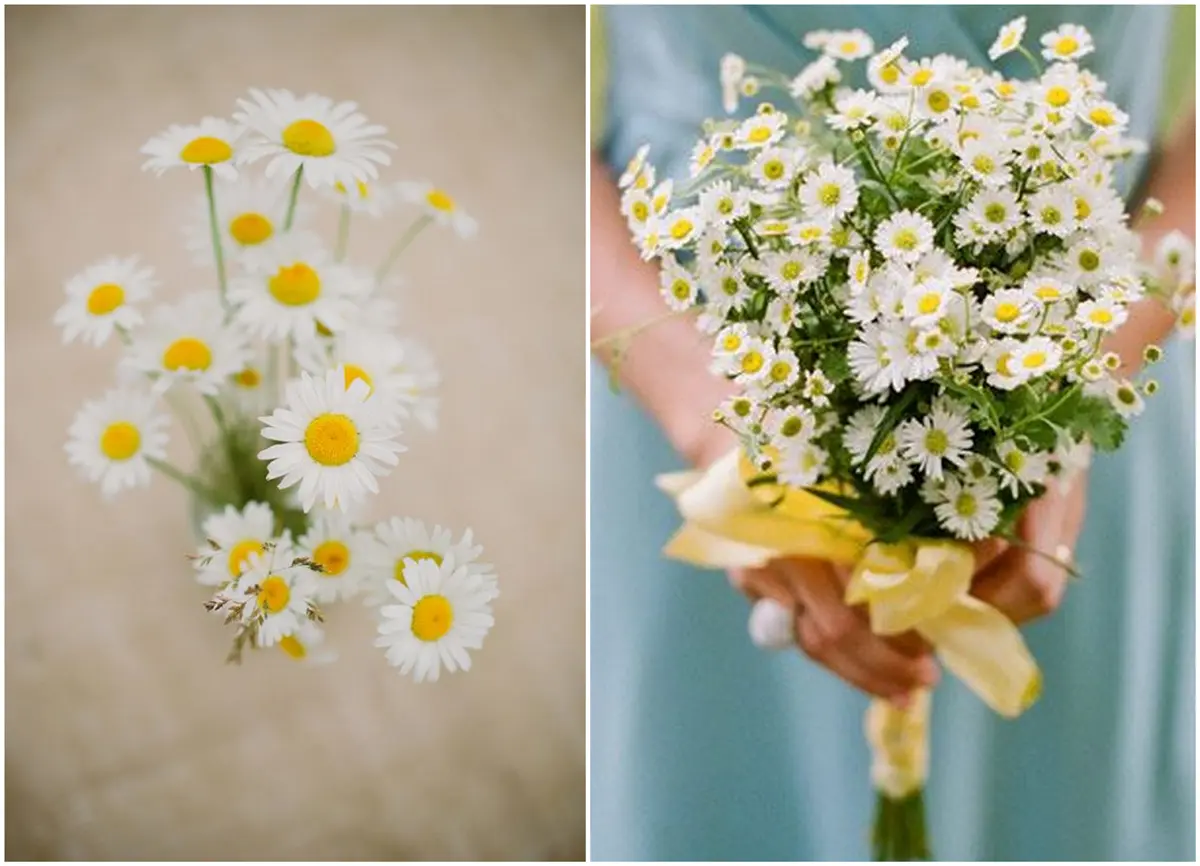 Fiori di Margherite: Un simbolo di purezza e innocenza - Dove tenere le margherite fiori di margherite - Dove tenere le margherite