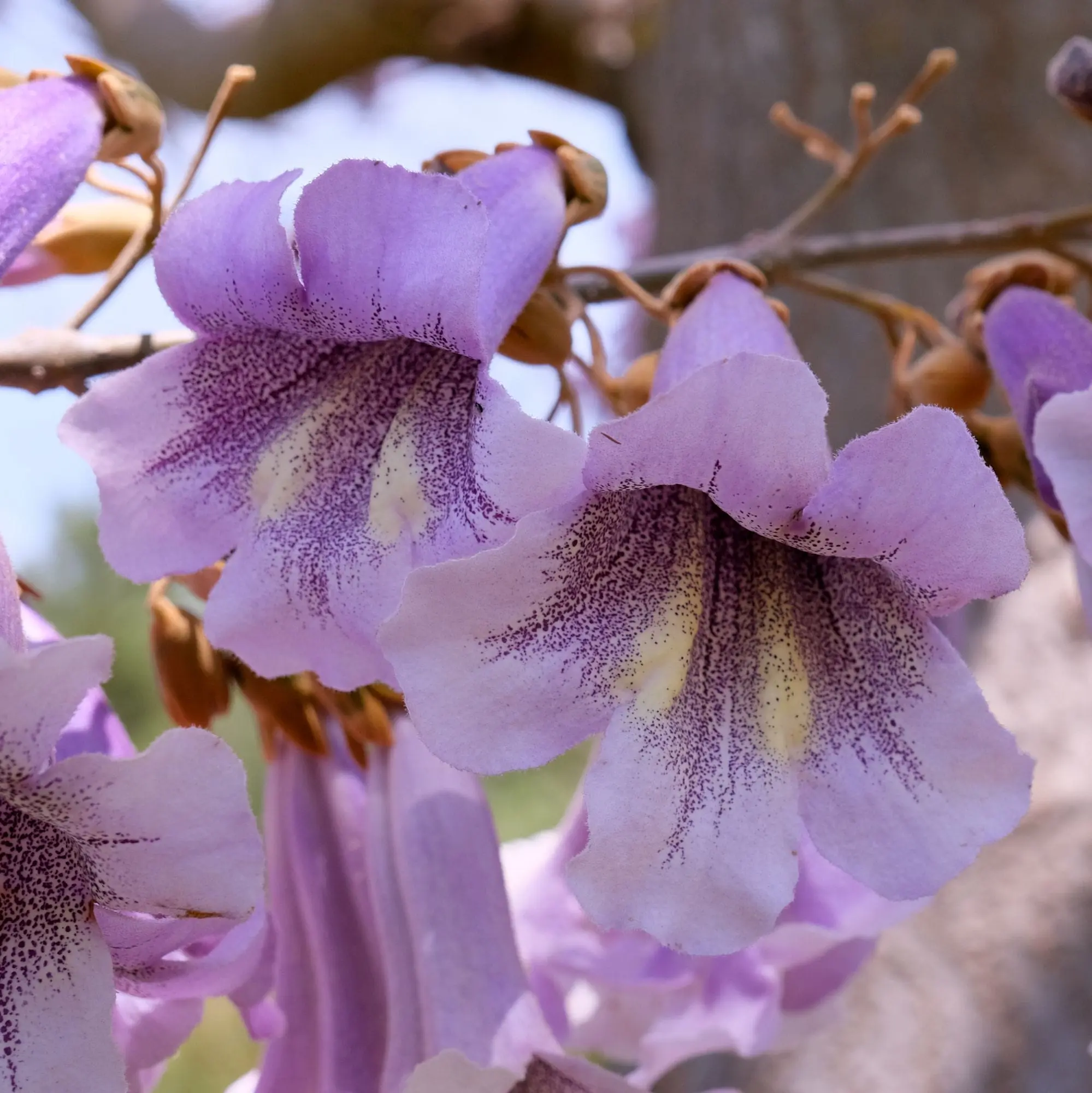Fiore Paulownia Prezzo: tutto quello che devi sapere - Dove trovare la Paulonia fiore paulownia prezzo - Dove trovare la Paulonia