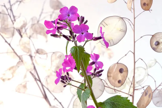 Medaglie del Papa Fiore: Un tesoro floreale nel Parco dei Castelli Romani - Dove trovare la pianta Lunaria medaglie del papa fiore - Dove trovare la pianta Lunaria