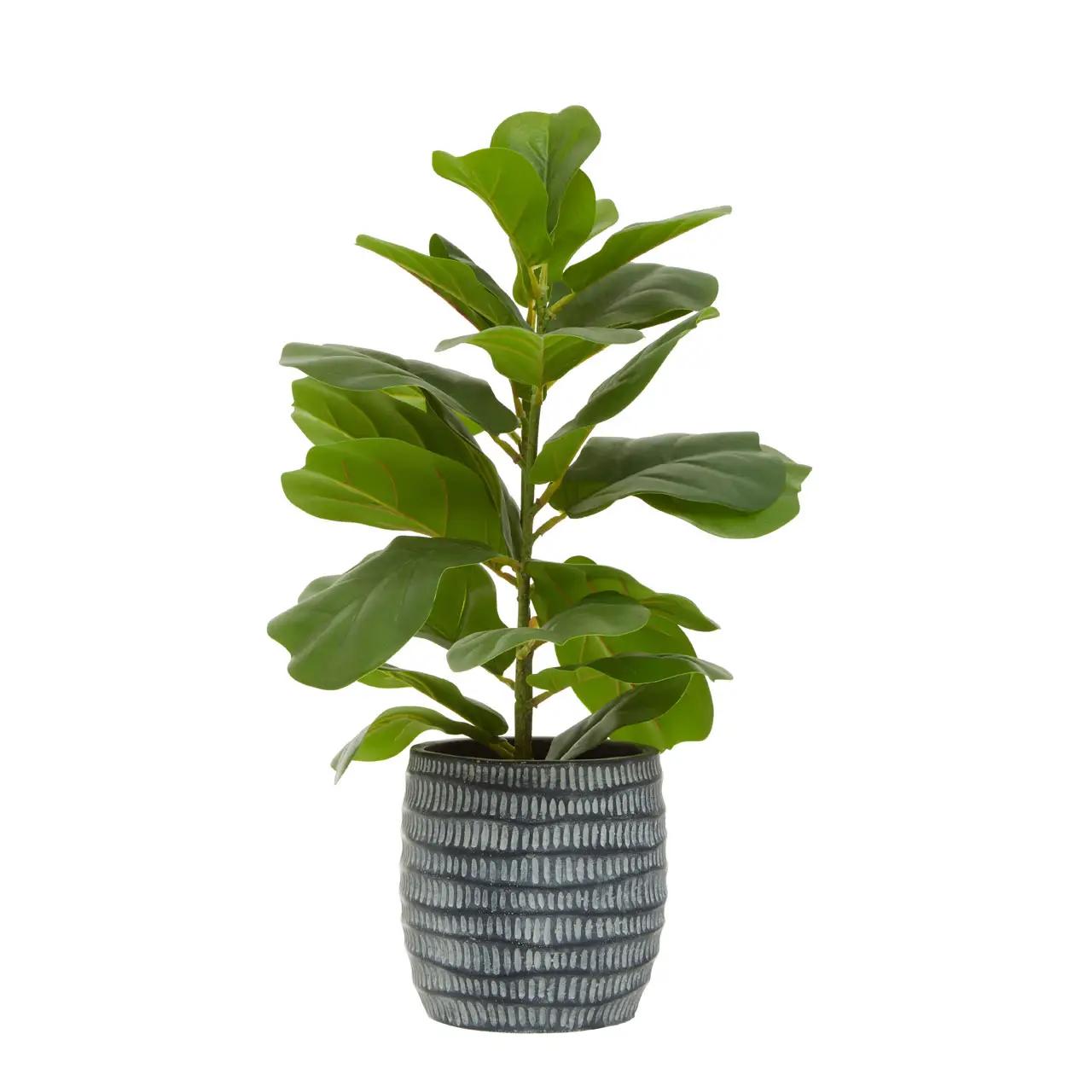 fiori ficus - Dove va tenuto il Ficus