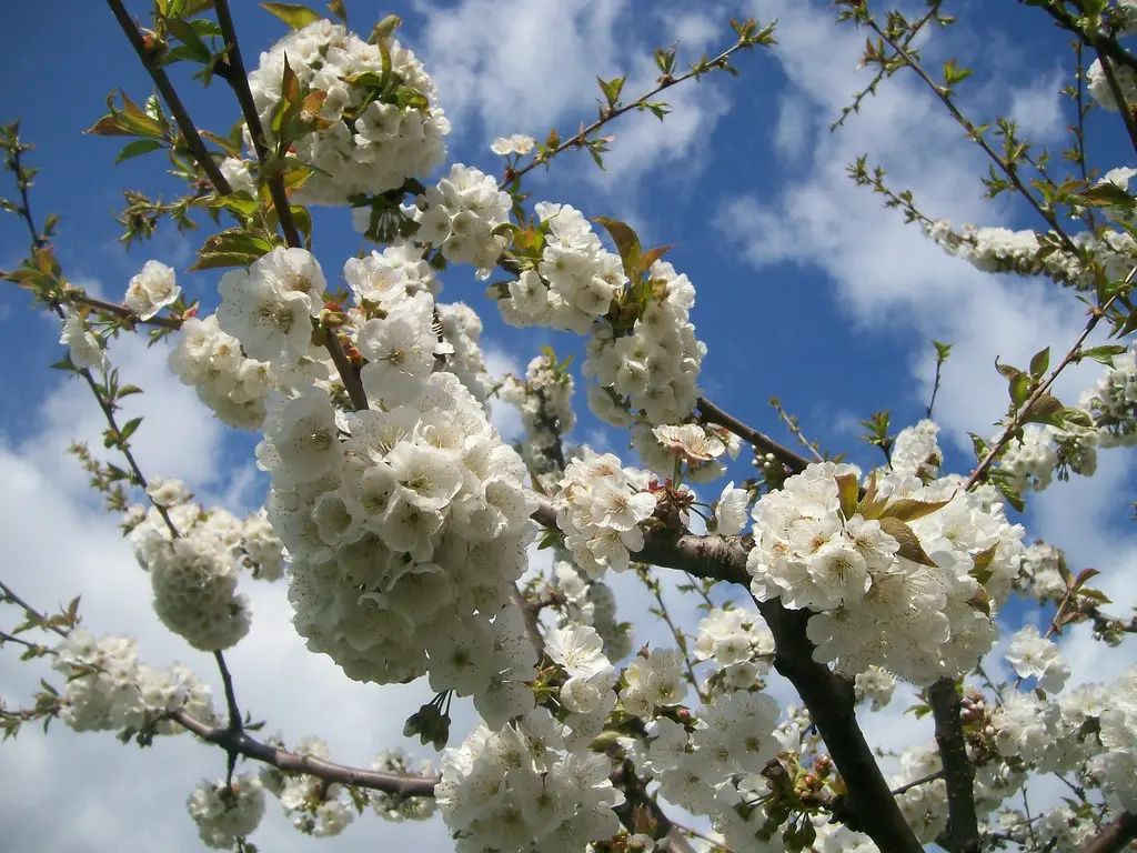 vignola in fiore - Dove vedere ciliegi in fiore a Vignola