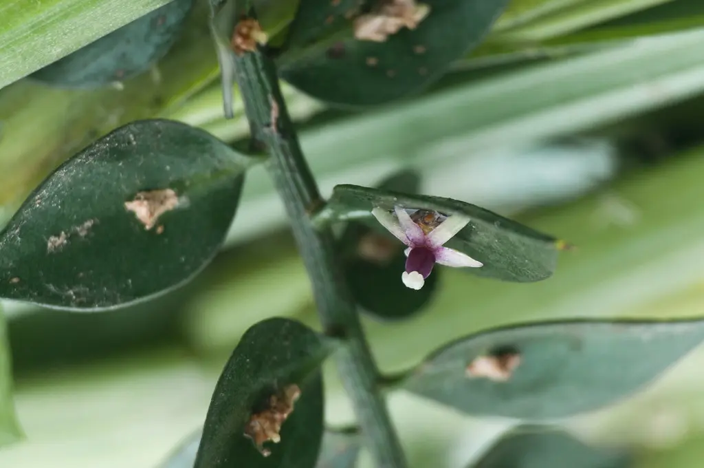 Pungitopo Fiore: Un Arbusto Sempreverde con Proprietà Benefiche - Dove vive il pungitopo pungitopo fiore - Dove vive il pungitopo