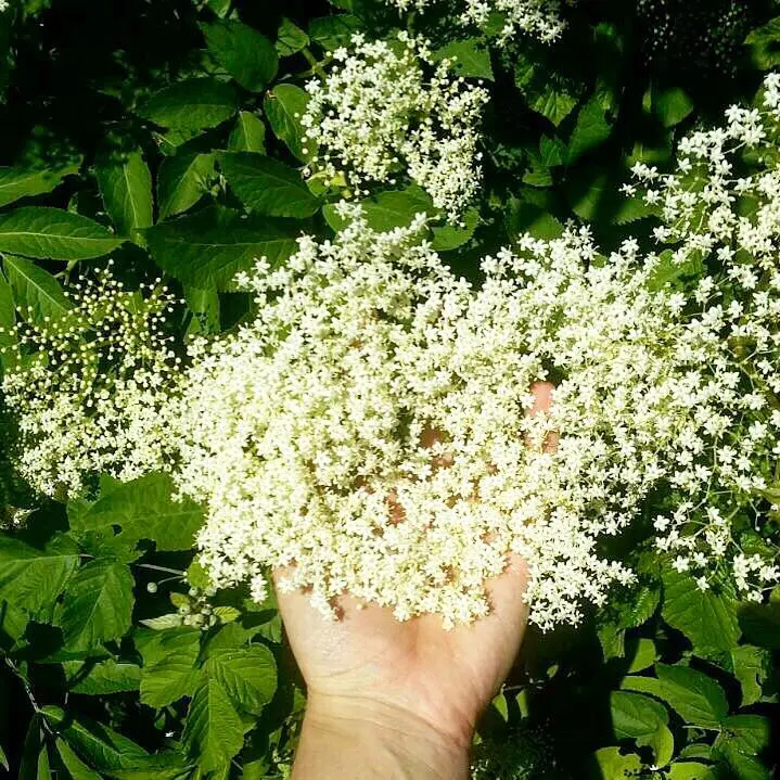 Fiori di Sambuco Foto: La Bellezza della Fioritura del Sambuco - In che mese fiorisce il sambuco fiori di sambuco foto - In che mese fiorisce il sambuco