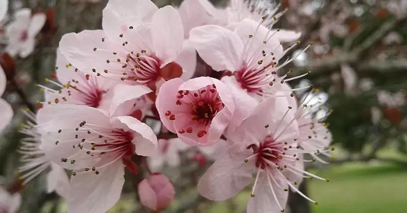 fiore di susina - In che mese fiorisce il susino