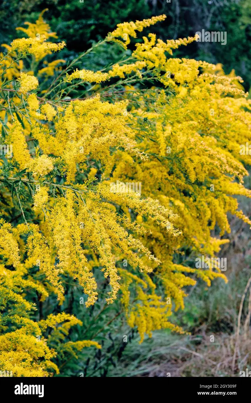 ambrosia fiore - In che mese fiorisce l Ambrosia