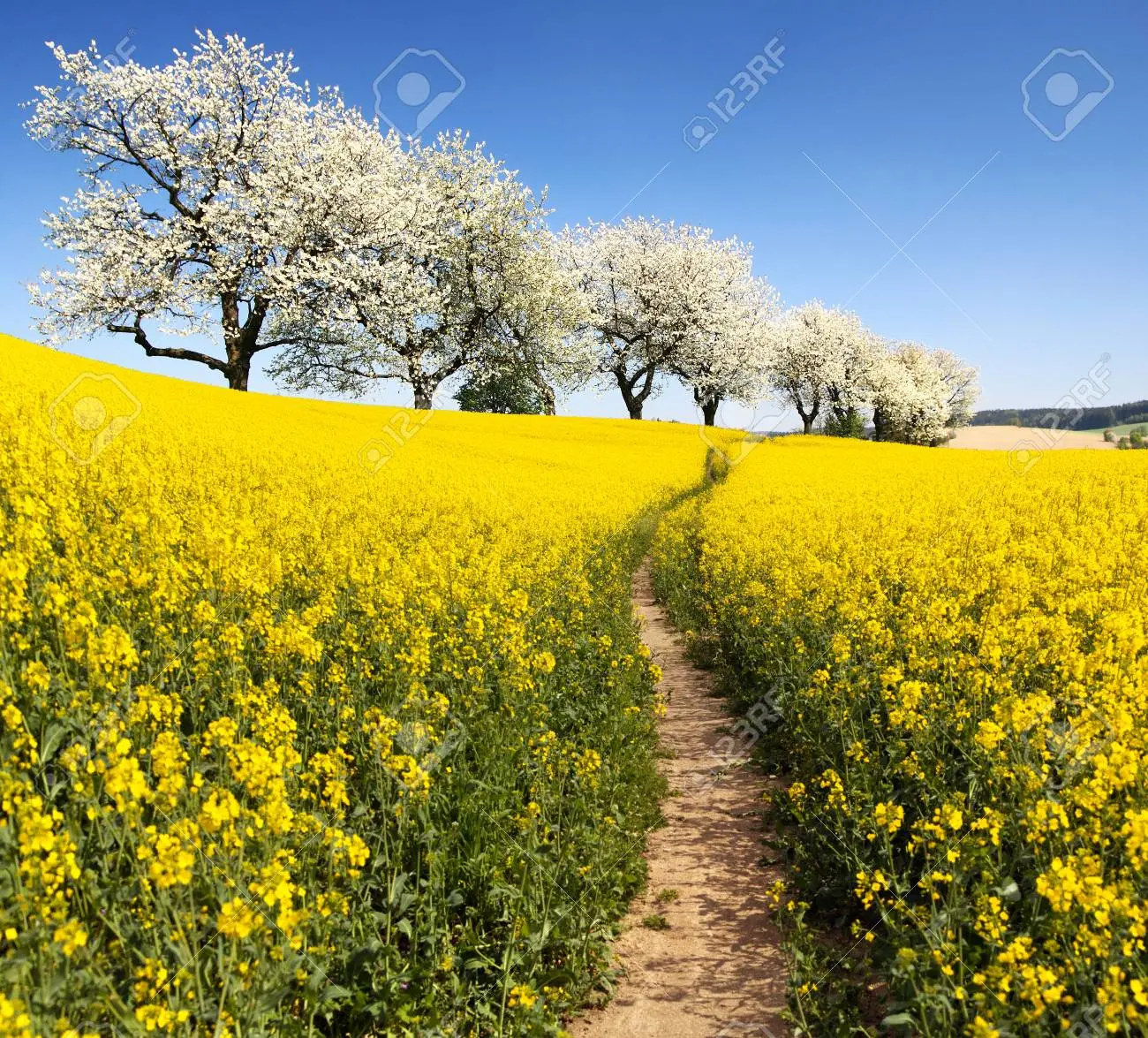 Colza in fiore: tutto quello che devi sapere - In che mese fiorisce la colza colza in fiore - In che mese fiorisce la colza