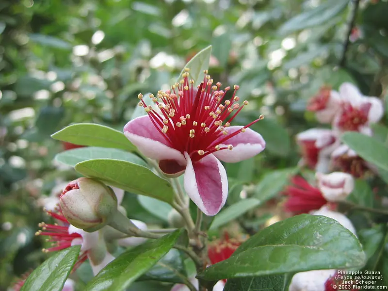 feijoa fiori - In che mese fiorisce la feijoa