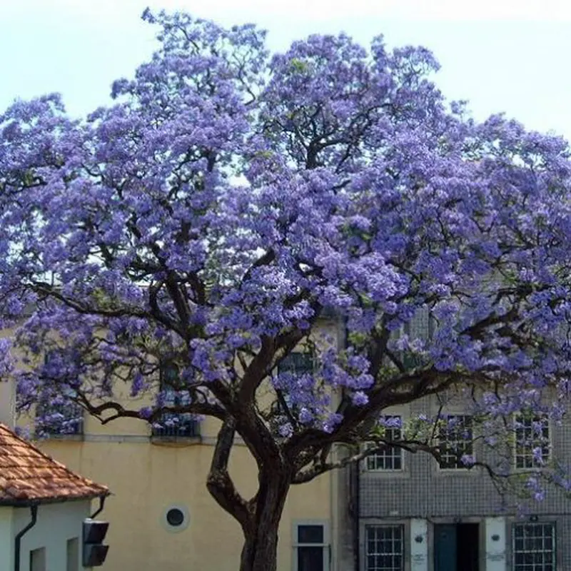Fiore della Paulonia: Una Pianta Maestosa e Afmaravilloso - In che mese fiorisce la Paulownia fiore della paulonia - In che mese fiorisce la Paulownia