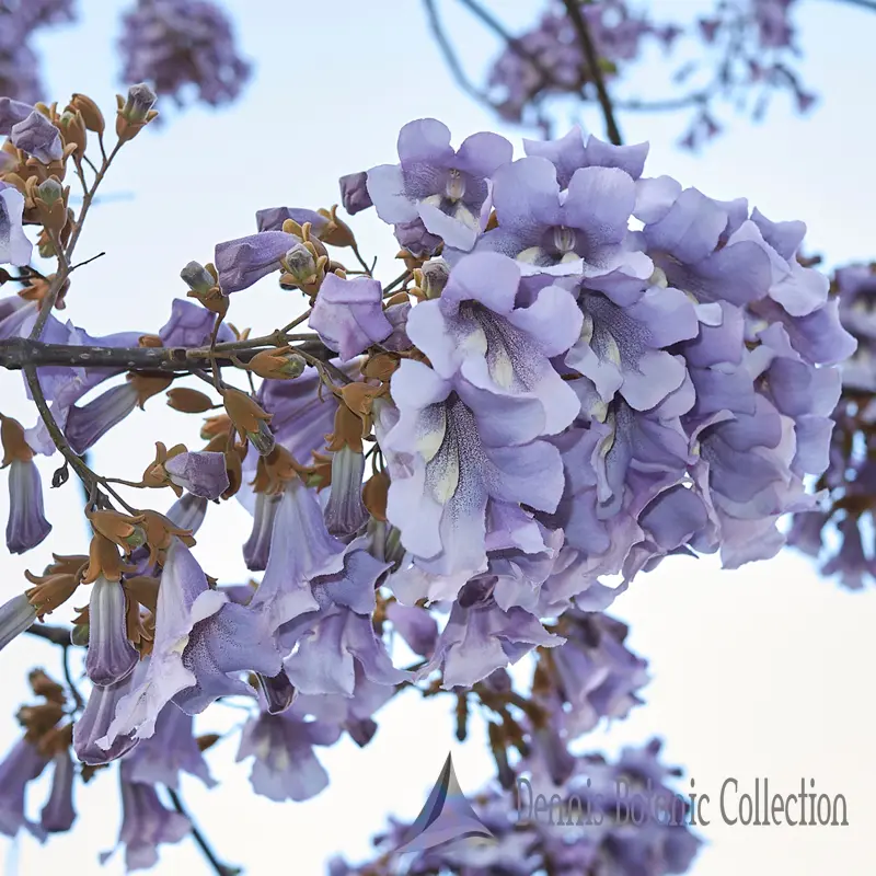 Fiore della paulonia: pianta maestosa e afmaravilloso