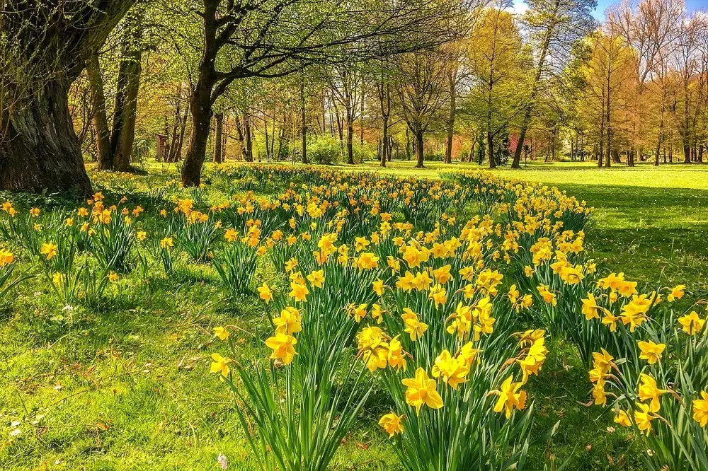 Daffodils Fiori: Un fiore simbolo di primavera e rinascita - In che mese fioriscono i narcisi daffodils fiori - In che mese fioriscono i narcisi