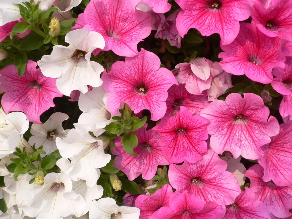 Le petunie fiori: colori vivaci per il tuo giardino - In che mese si piantano le petunie petunie fiori - In che mese si piantano le petunie