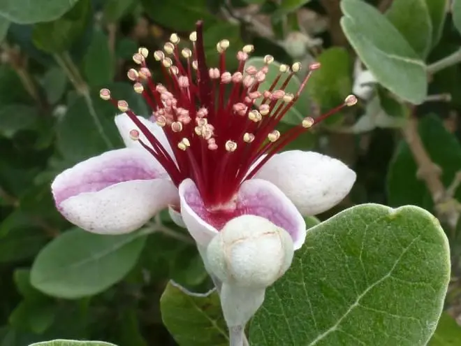 feijoa fiori - In che mese si pota la feijoa