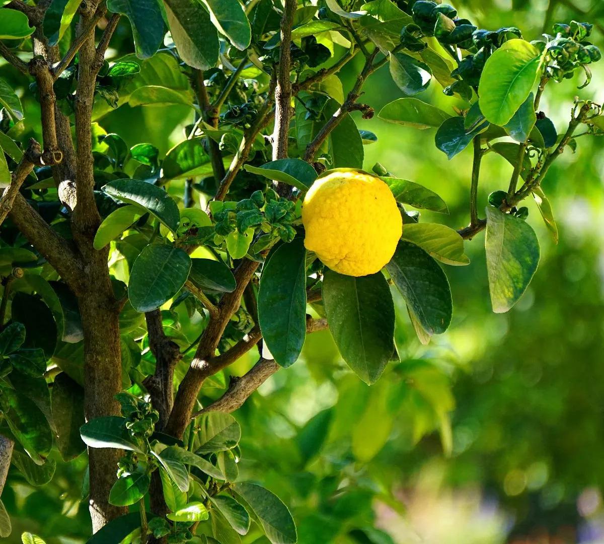 Perché il limone non fa fiori e frutti? - In che mese si potano gli alberi di limone perche il limone non fa fiori e frutti - In che mese si potano gli alberi di limone