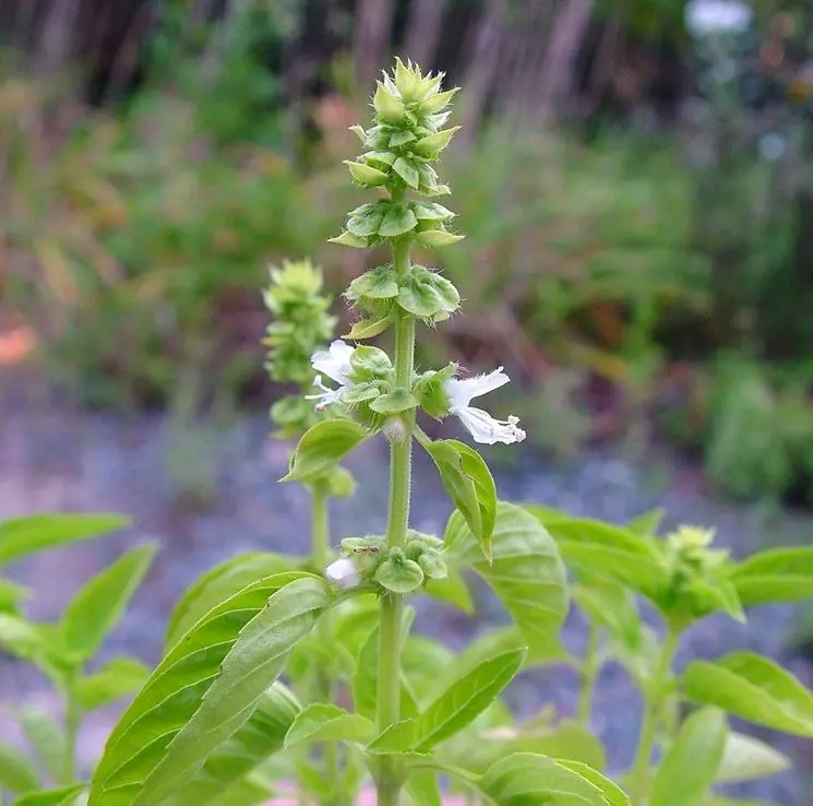 Quando il basilico fa i fiori: un segno di maturità del basilico - In che periodo fiorisce il basilico quando il basilico fa i fiori - In che periodo fiorisce il basilico