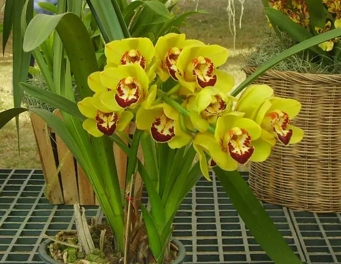 orchidea cymbidium come farla fiorire - In che periodo fiorisce il Cymbidium