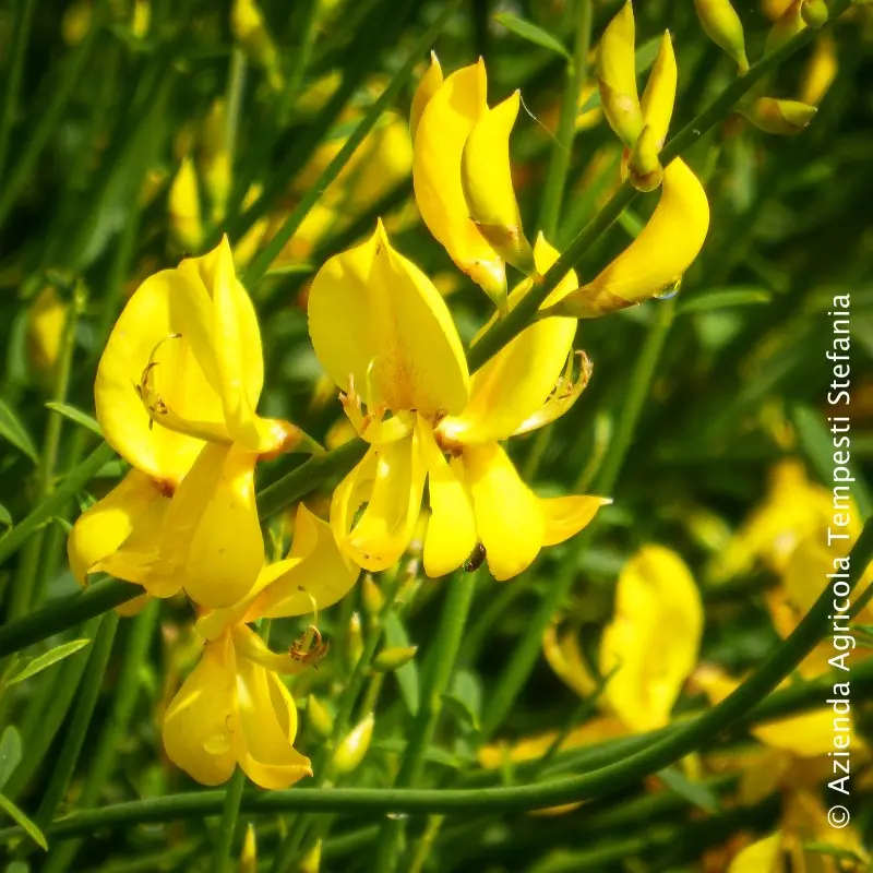 Piante Fiore Giallo: La Bellezza Che Illumina il Giardino - In che periodo fiorisce la forsizia piante fiore giallo - In che periodo fiorisce la forsizia