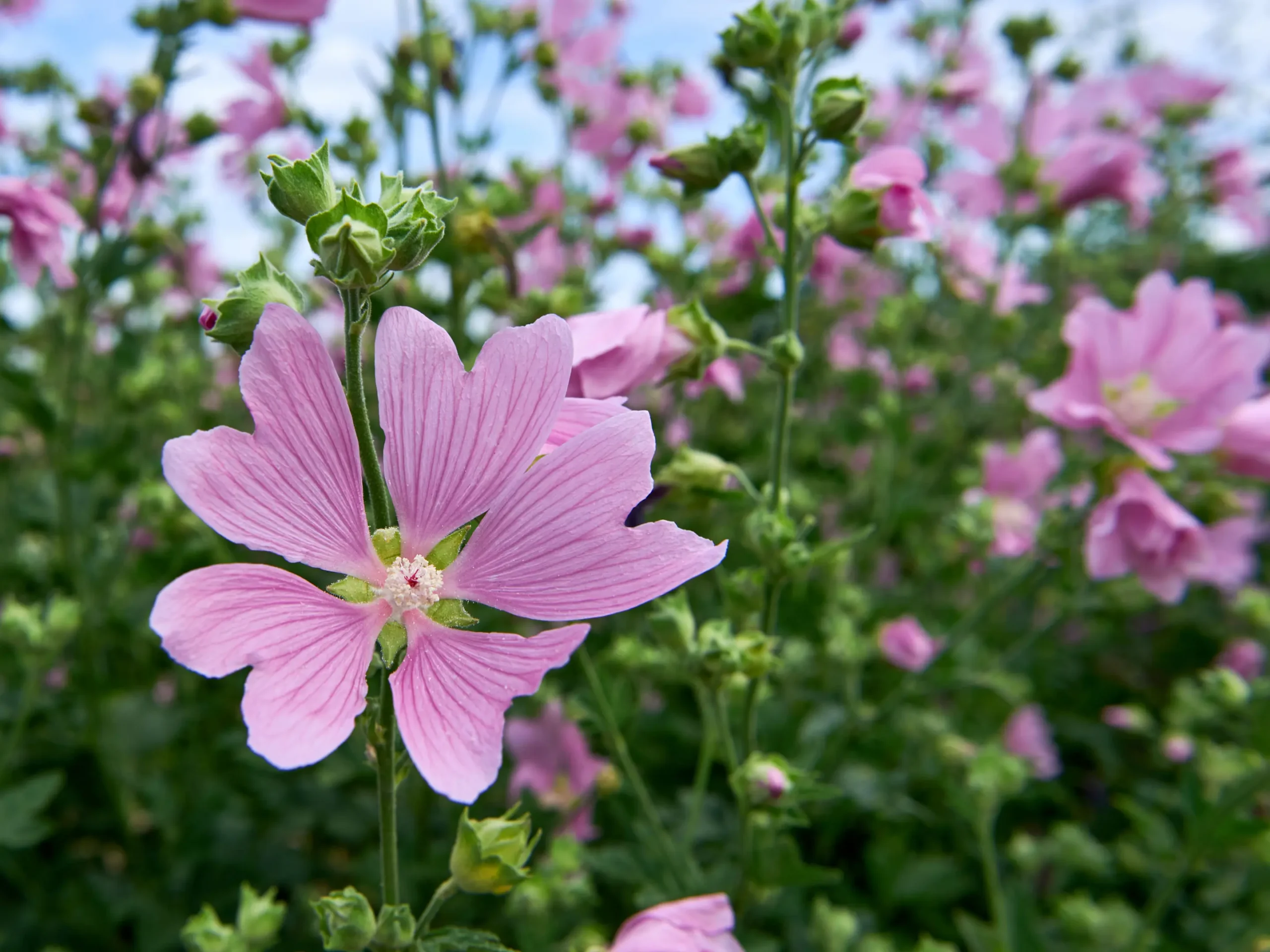 fiore simile alla malva - In che periodo fiorisce la malva